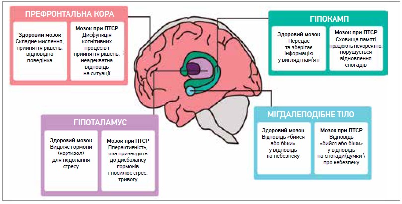 ZU_17_2023_Cerebrum_pic_1.jpg