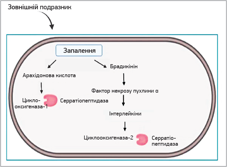 Рис. Серратіопептидаза діє на ЦОГ і пригнічує вивільнення інтерлейкінів і простагландинів