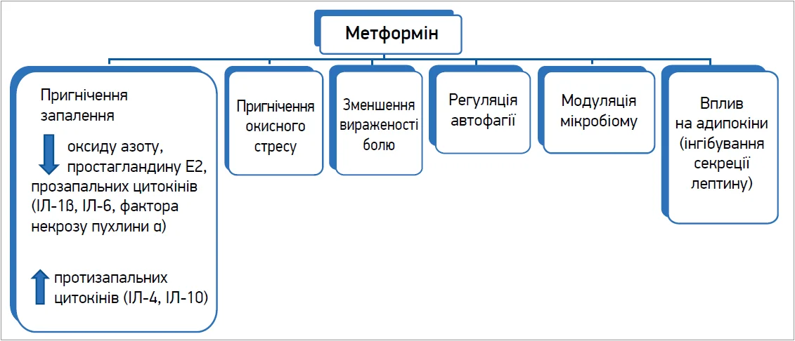 Рис. Плейотропні ефекти метформіну при ОА (Lambova S.N., 2023)